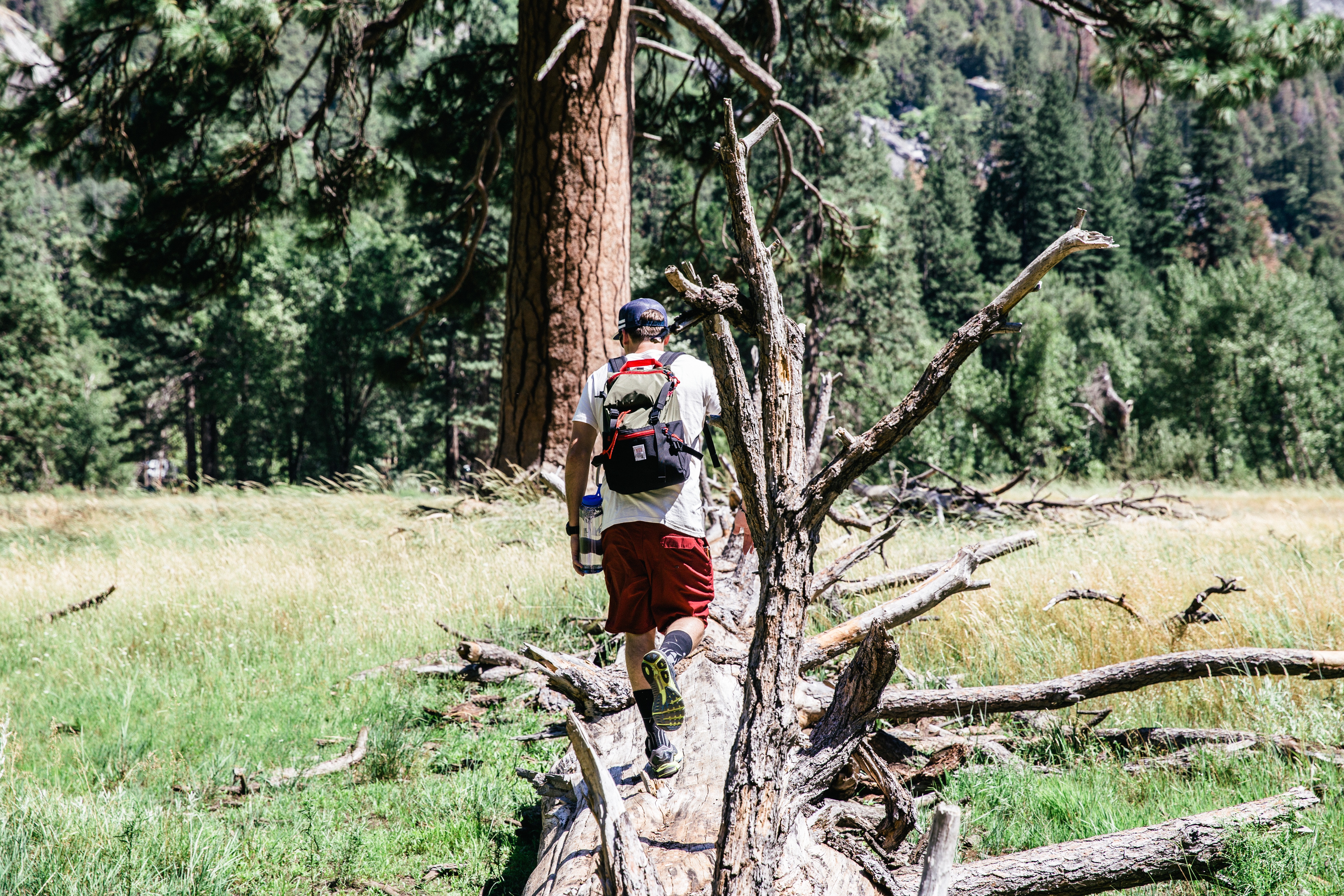 hiker on tree